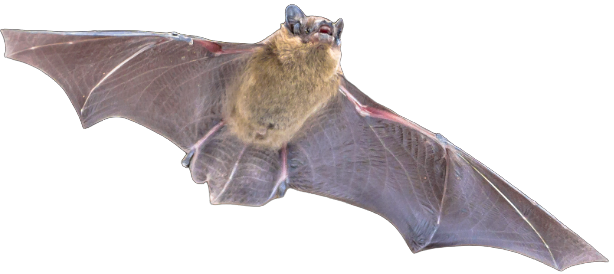 Bats in the Attic